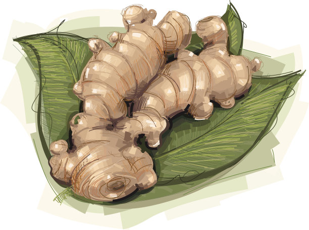 生姜根图片下载