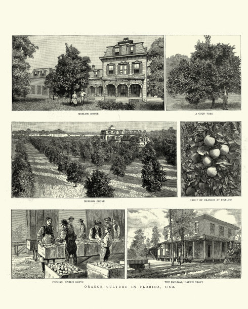 生长于美国佛罗里达州的橙子，19世纪图片下载