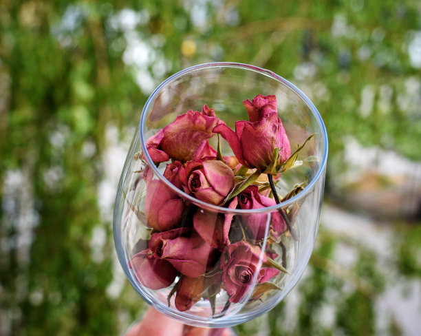 装满玫瑰的杯子图片下载