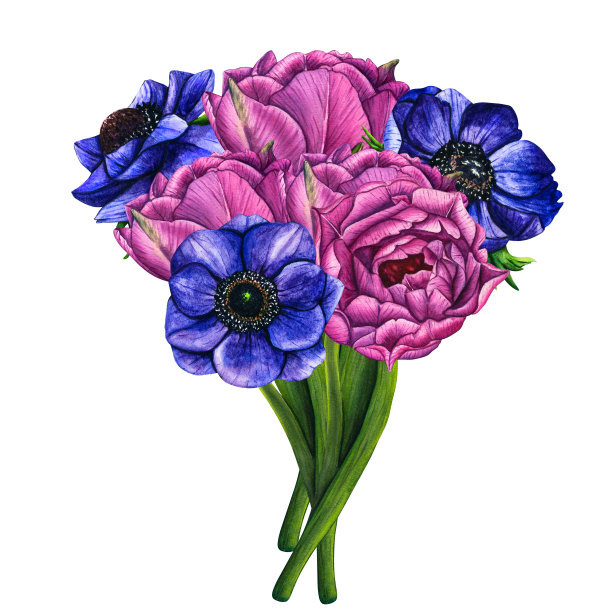 手绘水彩花束紫罗兰，银莲花和郁金香，粉红色牡丹在白色的背景。春季花卉植物插图孤立的婚礼邀请，生日和母亲节贺卡图片下载