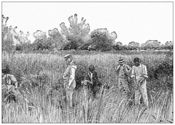 古董运动插图:丢失在草地上的高尔夫球图片下载