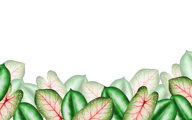 水彩无缝横幅与现实的热带树叶。在白色背景上孤立的怪物，钙化，无花果叶的插图。美丽的植物手绘花卉元素。适用于设计师、水疗装饰、明信片、婚礼、问候、墙面图片下载