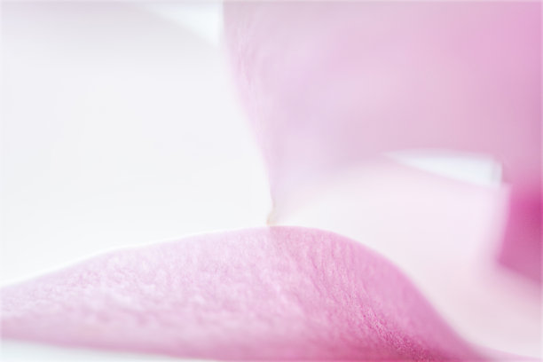 简玉兰花瓣的特写摘要图片下载