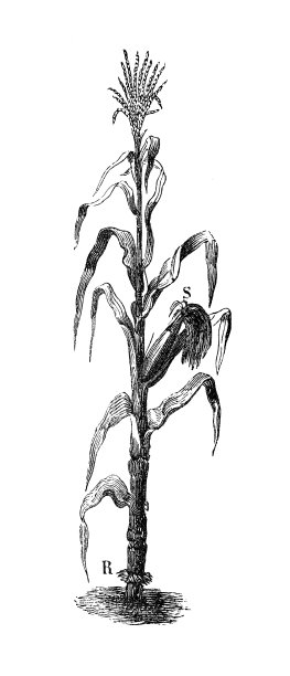 来自农业百科全书的古董插图，植物:玉米，玉米(Zea mays)图片下载