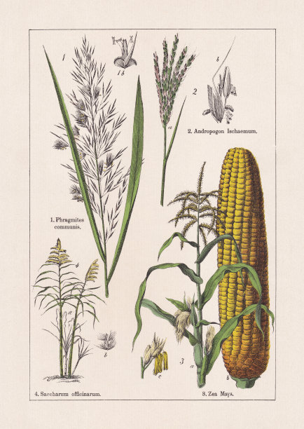 单子叶植物，草类，色版画，出版于1895年图片下载