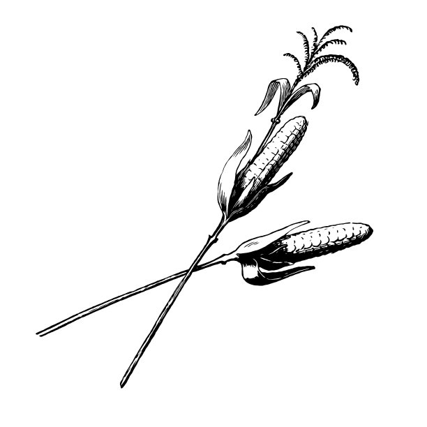 玉米，又称玉米图片下载