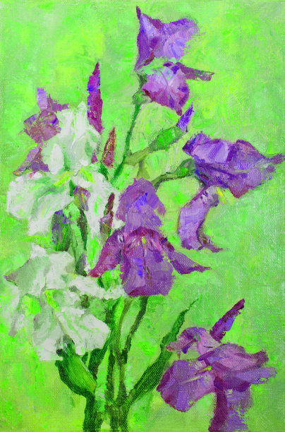 插图油画风景盛开的白色和紫色鸢尾花在光线的阳光在绿色的背景图片下载