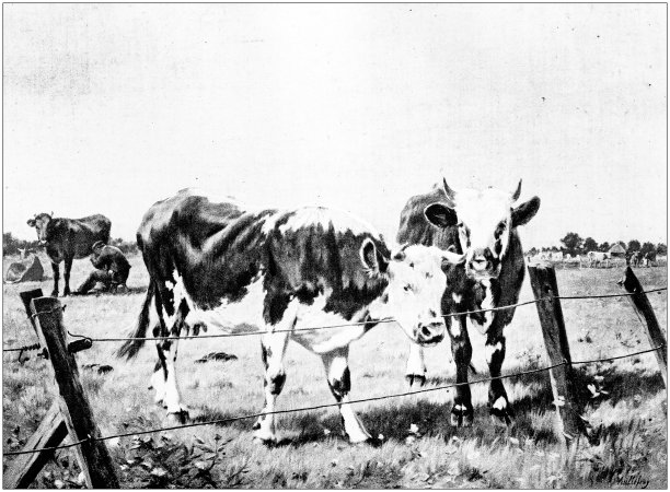 古董插图:牛图片下载