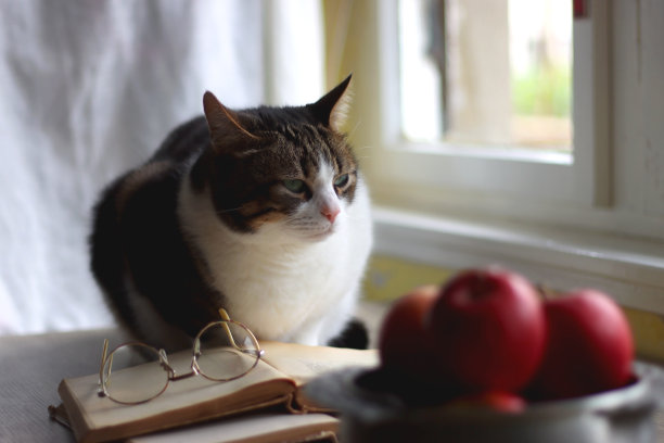苹果碗，书，眼镜和猫图片下载