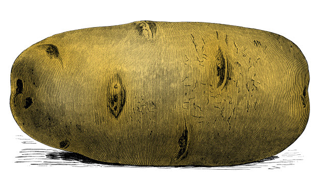 蔬菜植物古色古香雕刻彩色插图:马铃薯图片下载