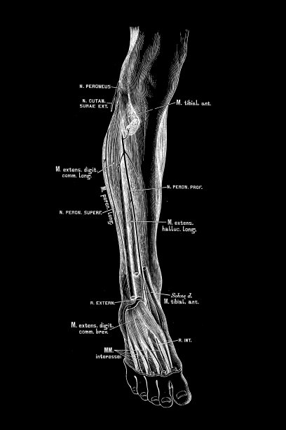 腓神经图片下载