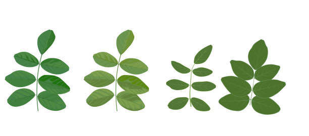 矢量设计元素集绿色森林蕨类，热带绿色桉树绿化艺术叶自然叶草本植物。装饰美观大方的设计插图图片下载