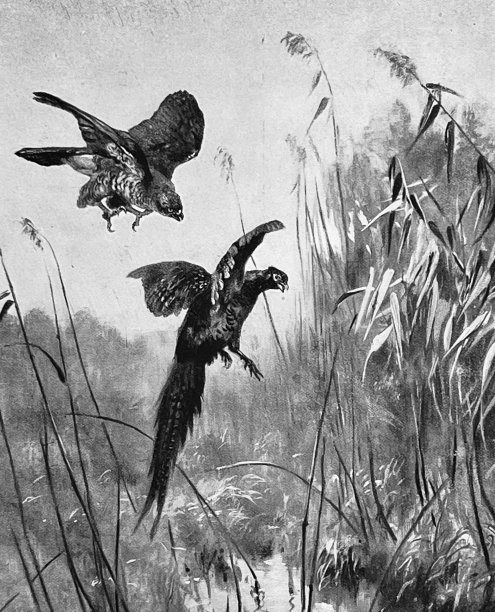 一只野鸡被一只鹰追赶图片下载