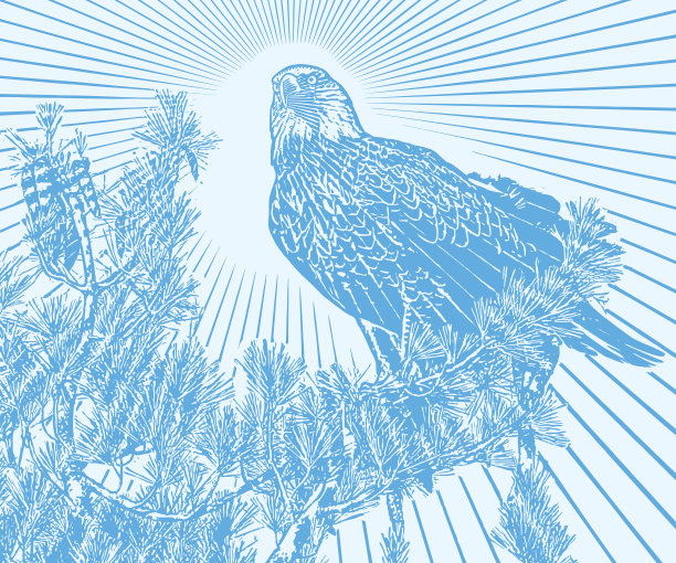 秃鹰栖息在松树上图片下载