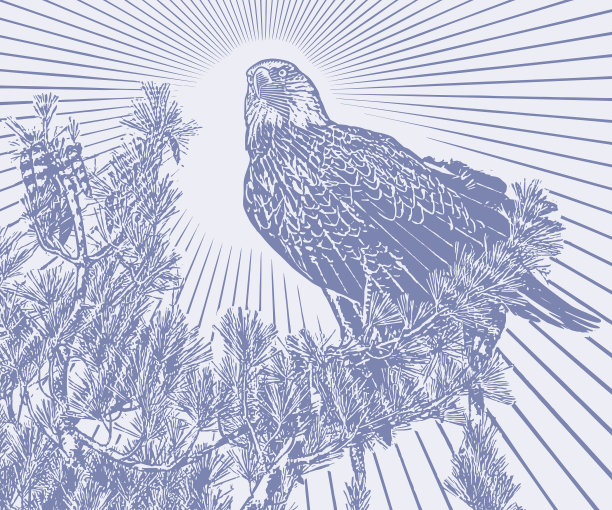 秃鹰栖息在松树上图片下载