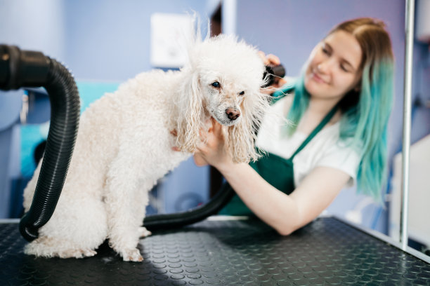 在美容沙龙吹干狗的毛发图片下载