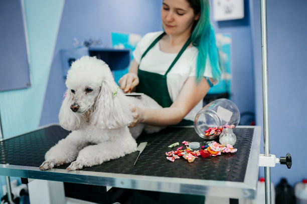 宠物美容师与剪刀使美容狗图片下载