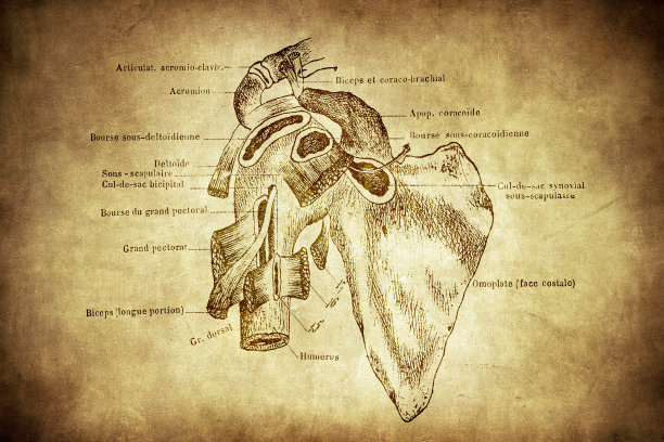 肩关节的粘液囊图片下载