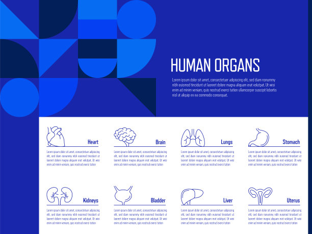 人体器官概念矢量线信息图形设计图标。8个选项或步骤的介绍，横幅，工作流程布局，流程图等。图片下载