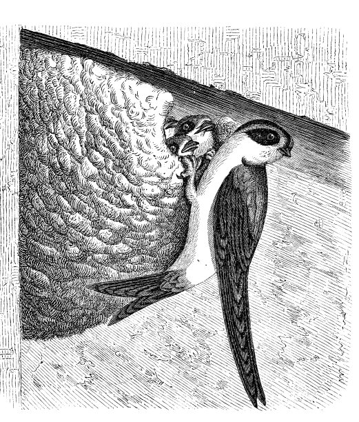 谷仓燕子图片下载