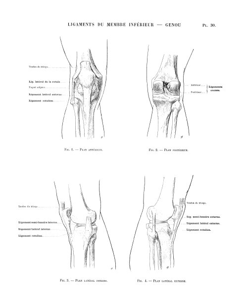 法国古董美术书人体解剖学插图:膝盖韧带图片下载