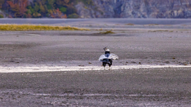 一只秃鹰站在灰色冰川前的砾石上，智利托雷斯德尔潘恩国家公园图片下载