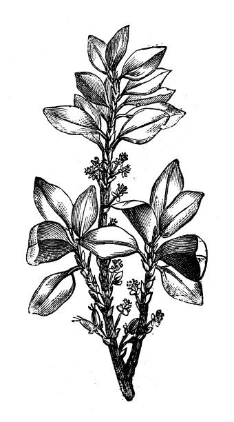 古植物学插图:红木古柯图片下载