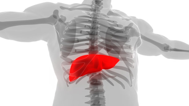 人体内部消化器官及肝脏解剖图片下载