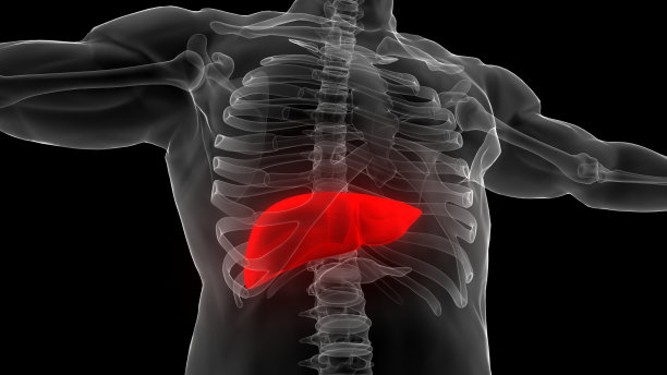 人体内部消化器官及肝脏解剖图片下载