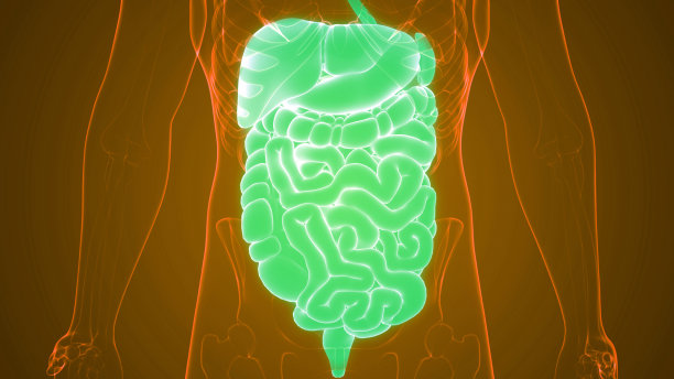 人体消化系统解剖图片下载