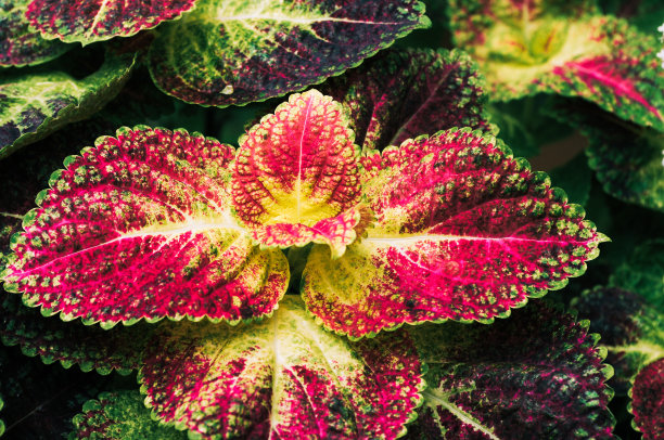 花盆里的小植物用来装饰图片下载