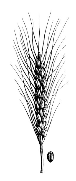 小麦(小麦属植物turgidum)图片下载