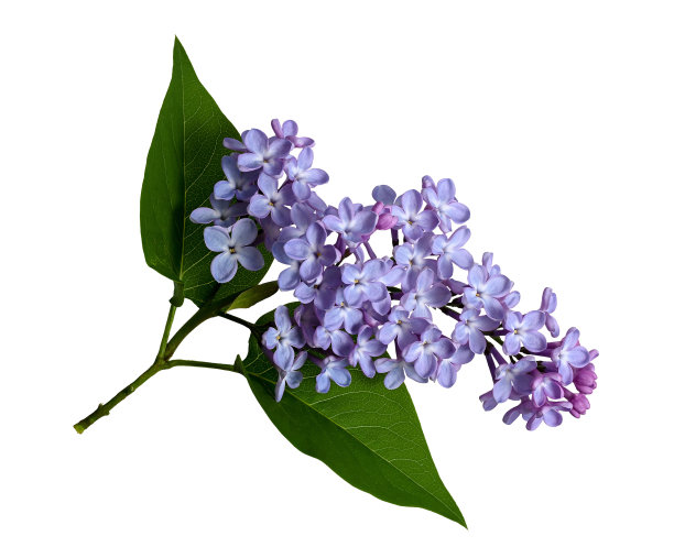 盛开的丁香与叶子孤立在白色背景。图片下载