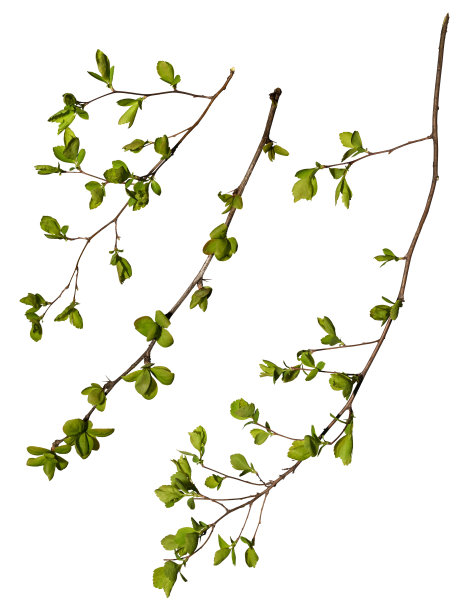 一组树枝与树叶隔离在一个白色的背景，设计元素。图片下载