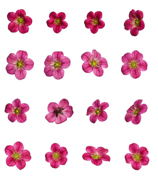 植物收集。白色背景上的粉色沙棘花，角度不同。图片下载