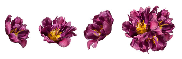 一套盛开的郁金香花孤立在一个白色的背景和组成这些郁金香，设计元素。图片下载