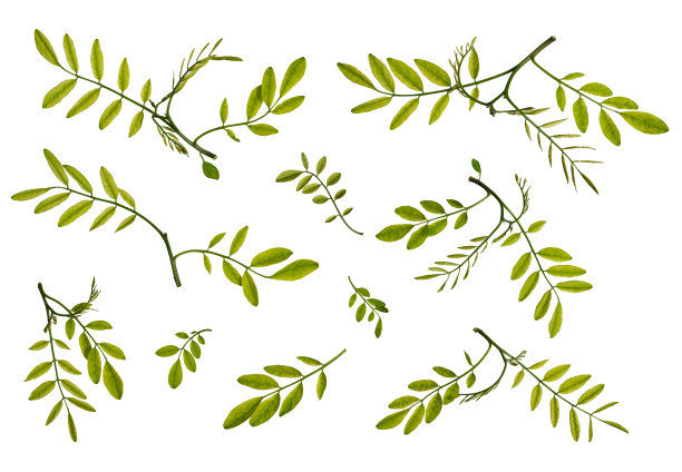 植物收集。白色背景上孤立的年轻的绿色金合欢叶。图片下载