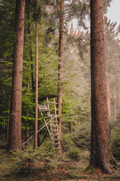 木梯是在森林中两棵树之间的草地上架设的图片下载