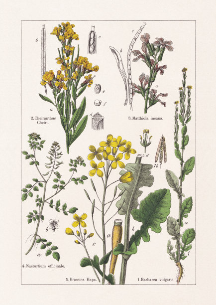 十字花科，色版画，出版于1895年图片下载