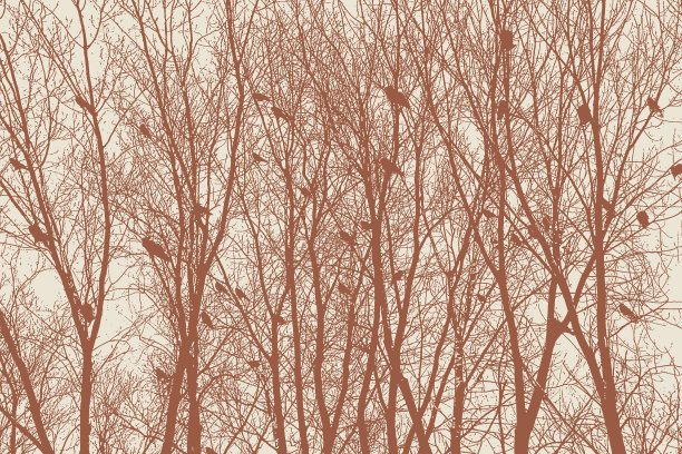 一群乌鸦栖息在光秃秃的树上图片下载