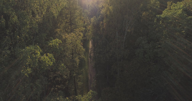 九月在野生公园的秋天树木上空飞行图片下载
