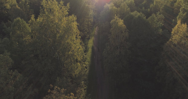 九月在野生公园的秋天树木上空飞行图片下载
