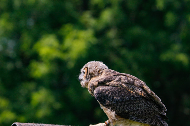 大角猫头鹰图片下载