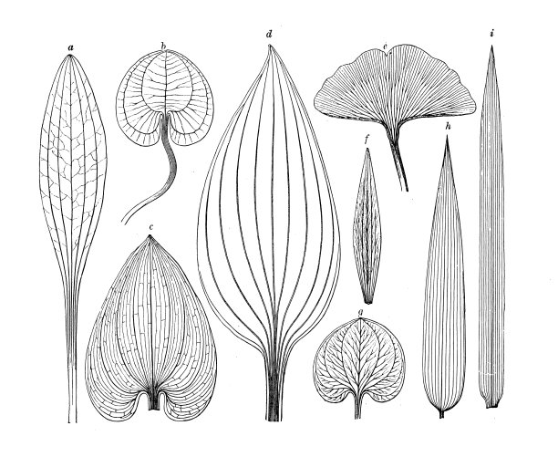 古植物学插图:叶脉图片下载
