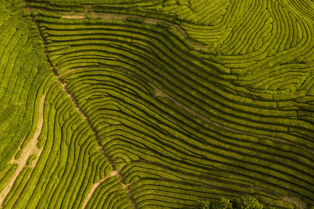 夏季种植绿茶图片下载
