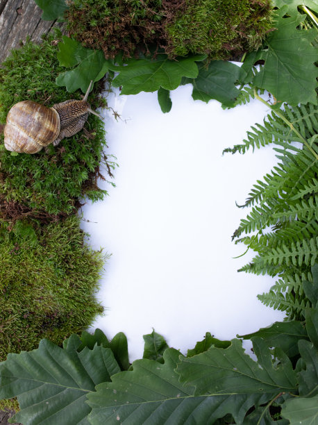 森林、自然和荒野的概念。从苔藓和蜗牛的框架。白色背景。从上面看。副本的空间。图片下载