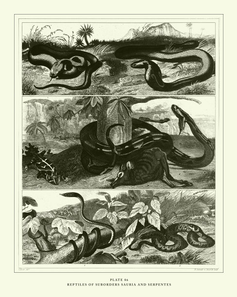雕刻古玩，爬行动物亚目蜥蜴和蛇雕刻古玩插图，1851年出版图片下载