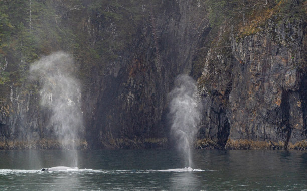 座头鲸在美国阿拉斯加基奈峡湾国家公园的美丽和戏剧性的风景图片下载