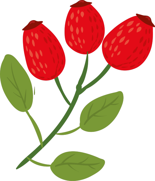 蔷薇蔷薇枝与叶天然健康有机图片下载