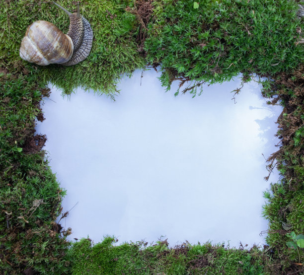 森林、自然和荒野的概念。从苔藓和蜗牛的框架。白色背景。从上面看。副本的空间。图片下载